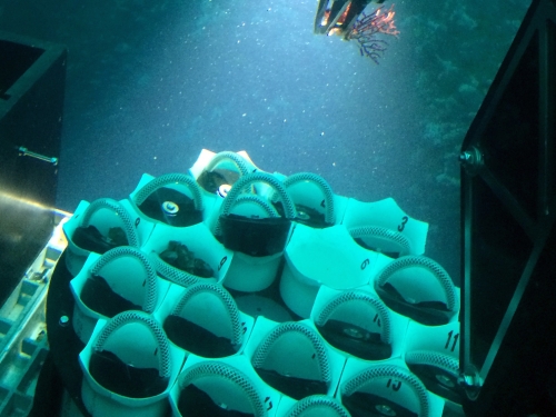 closeup of underwater coral collection