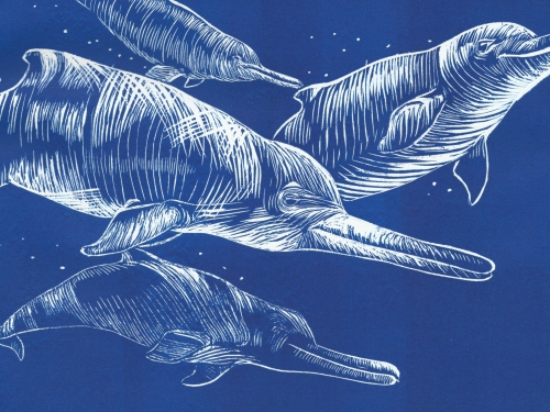Close up of artists rendering of dolphins