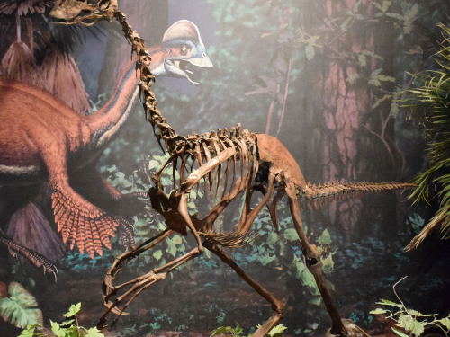 Oviraptor