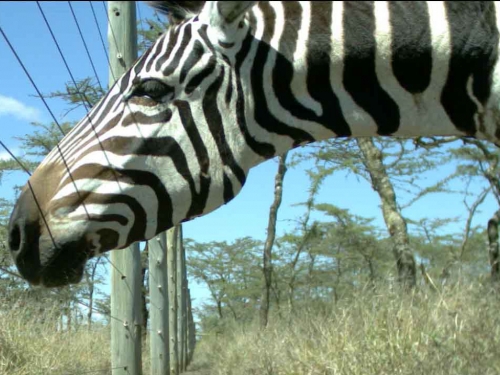 Zebra thumbnail