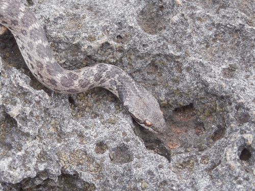 Clarion Nightsnake