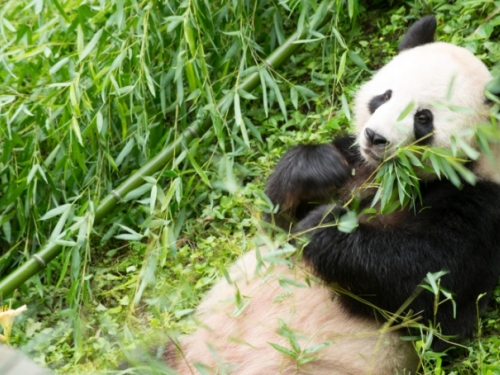 Tian Tian the giant panda