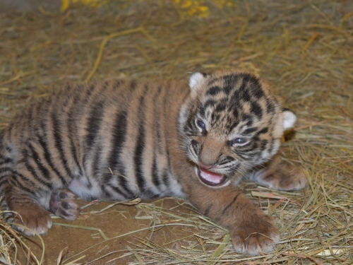 Sumatran tiger cub