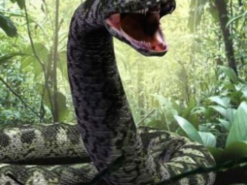 Titanoboa