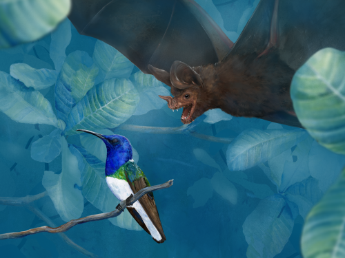 Illustration of bat diving on colorful bird