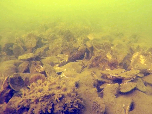Underwater oyster habitat