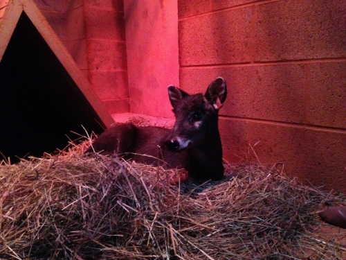 Tufted deer resting on hay in her barn