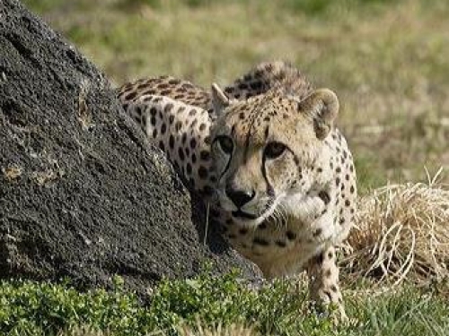 Tumai the cheetah