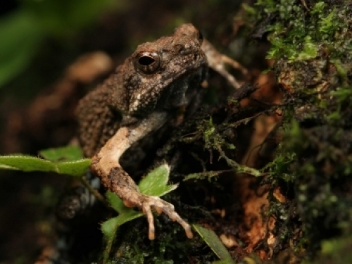 túngara frog