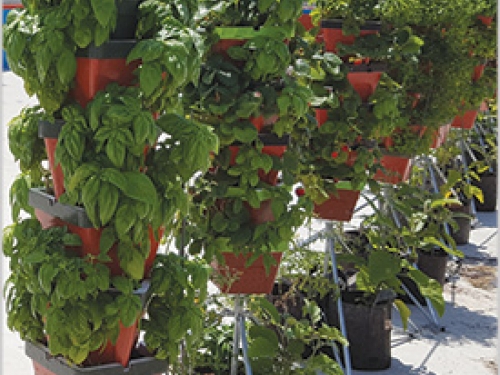 herbs in pots