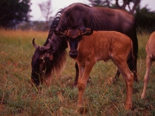 Wildebeest and calf