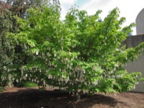 young tree