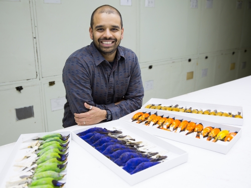 Man sits at table in front of bird specimens