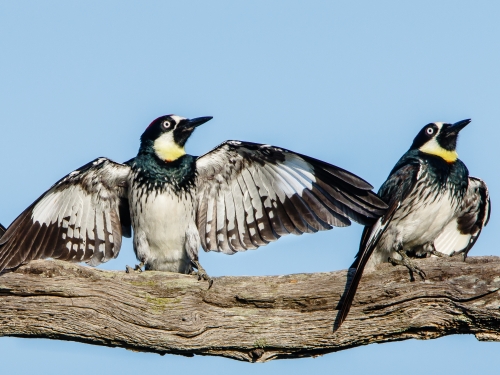 Acorn woodpeckers doing the spread-wing display
