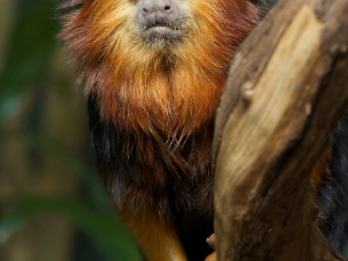 Golden-headed Tamarin Zikki