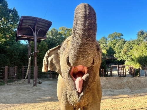 Elephant stands with mouth open and trunk up.