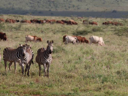 Zebras wander grassy plains