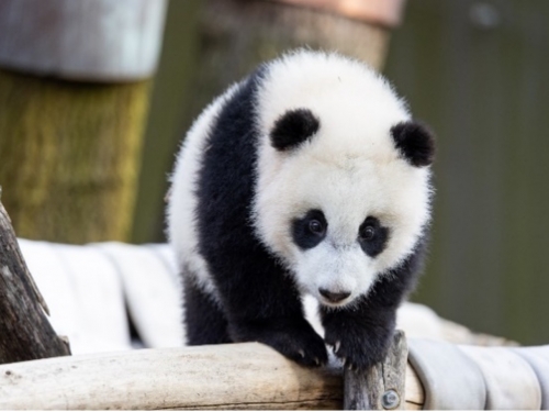 Baby panda walks on tree branch