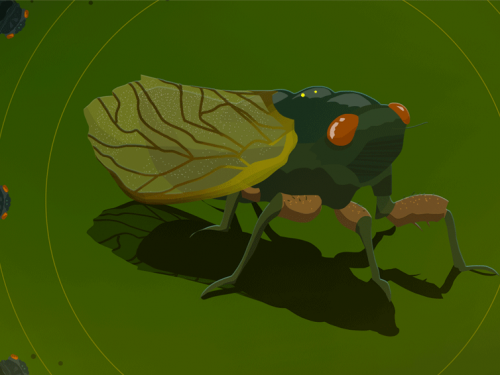 cicada