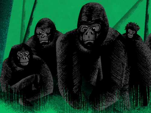 Illustration of gorillas.