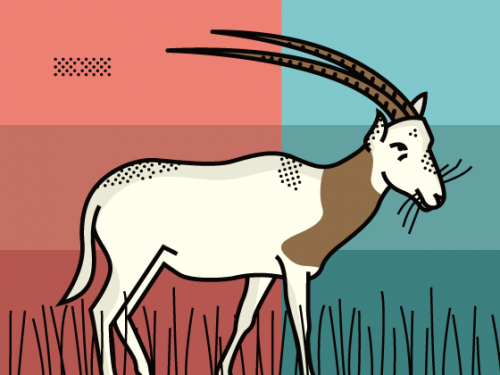 scimitar-horned oryx