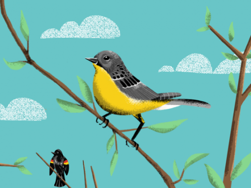 illustrated birds.