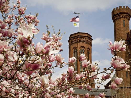 The Castle viewed through blooming saucer magnolias.