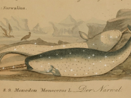 drawing of narwhals