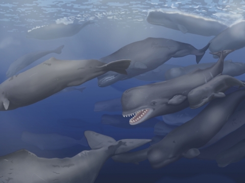 Albicetus