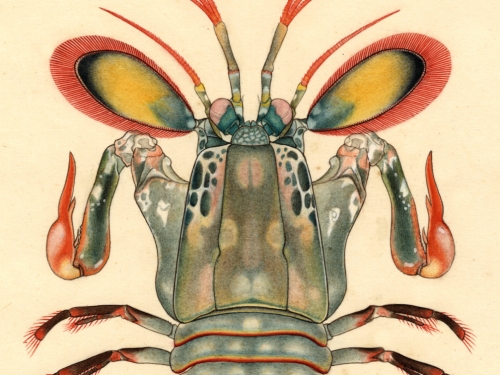 mantis shrimp drawing