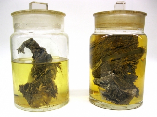 Berezovka Woolly Mammoth—Flesh in a Jar