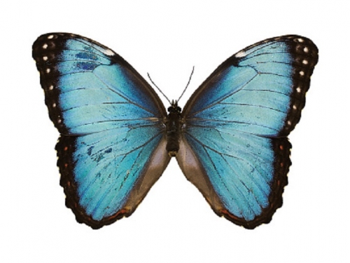Blue Morpho