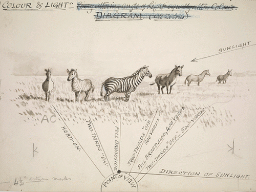 zebra drawing