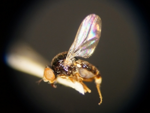 Gnat