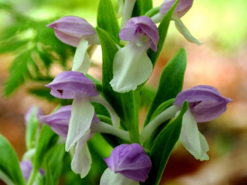 Close-up of orchid Galearis Spectabilis