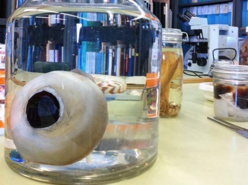 Giant Squid Eye, 2008