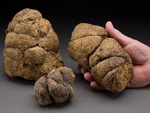 Giant Sloth Dung, Pleistocene Epoch