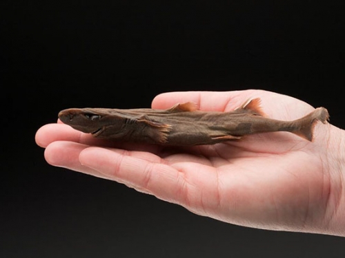 shark held in hand