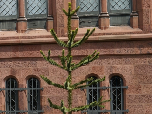 tree outside the Castle