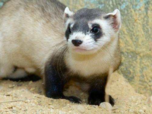 Close-up of black-footed ferret