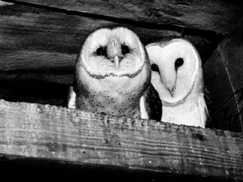 Black and white photo of two owls