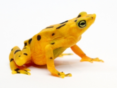 Bright yellow frog against white background