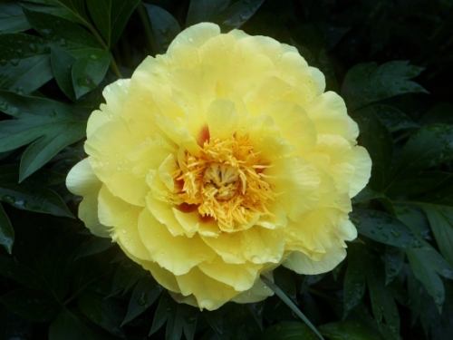 yellow bloom