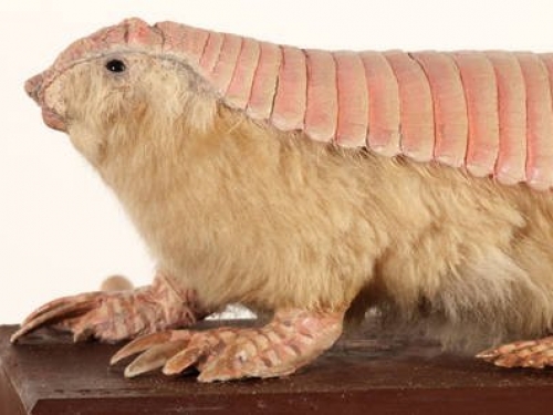Armadillo with a pink shell back and furry body.