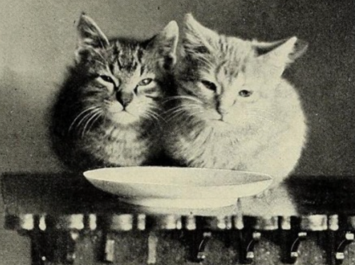 3 pictures of sleeping cats saying going going gone