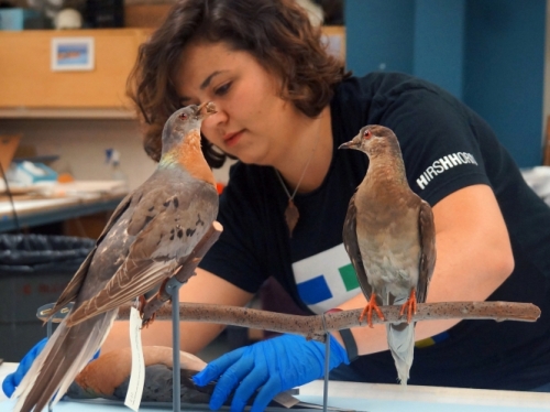 Martha the passenger pigeon