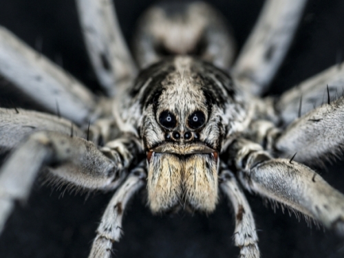 spider