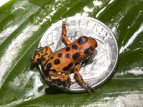 Strawberry Dart Frog, 2009
