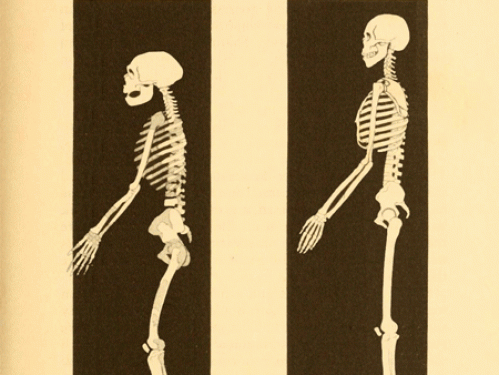 animated gif of skeletons dancing on book page
