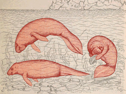 manatees playing